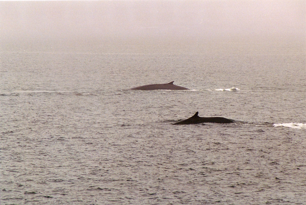 03 -Tadoussac (15).jpg